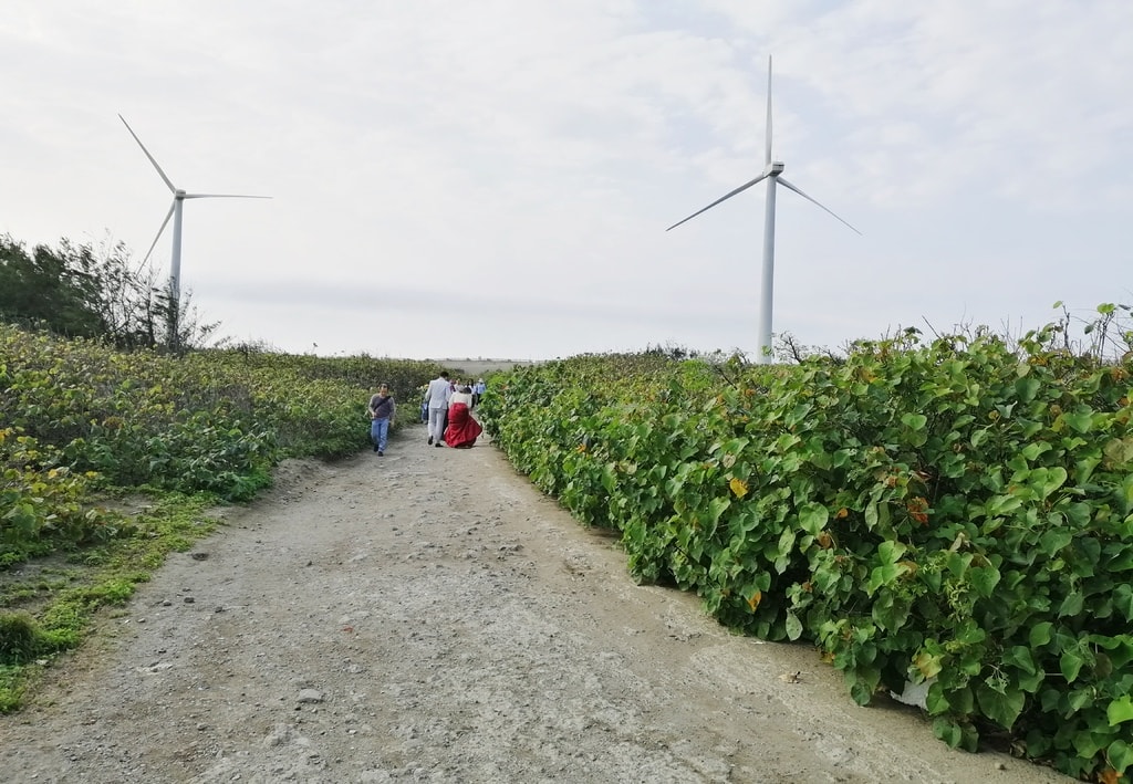 【慢旅行。桃園景點推薦】觀音草漯沙丘|總共造訪五回 , 大園潮音海觀景步道與觀音白沙屯觀景步道有什麼不同 , 潔癖媽媽的旅遊心得與注意事項分享 - 第9張圖