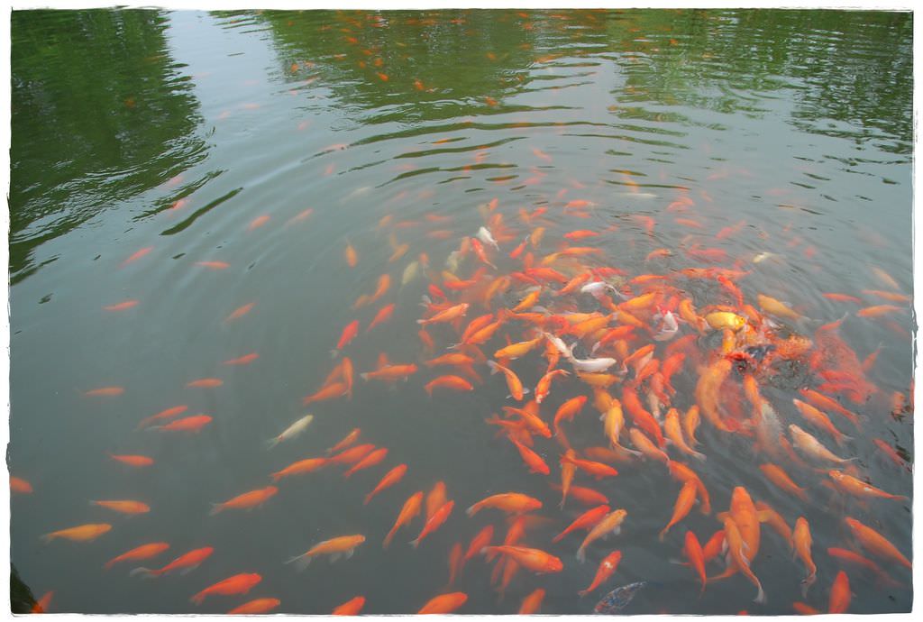 西湖-18