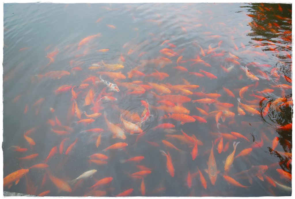 西湖-17