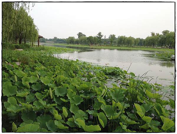蓮池湖-11