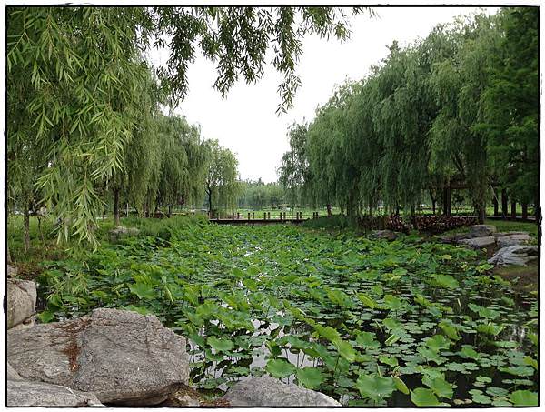 蓮池湖-7