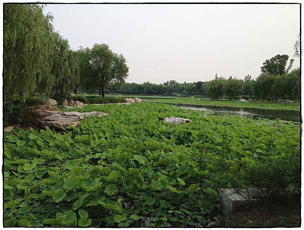蓮池湖-5