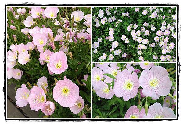 白塘植物公園