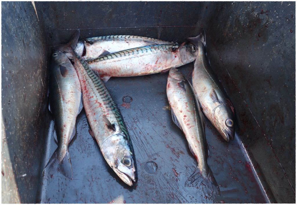釣魚-3.JPG