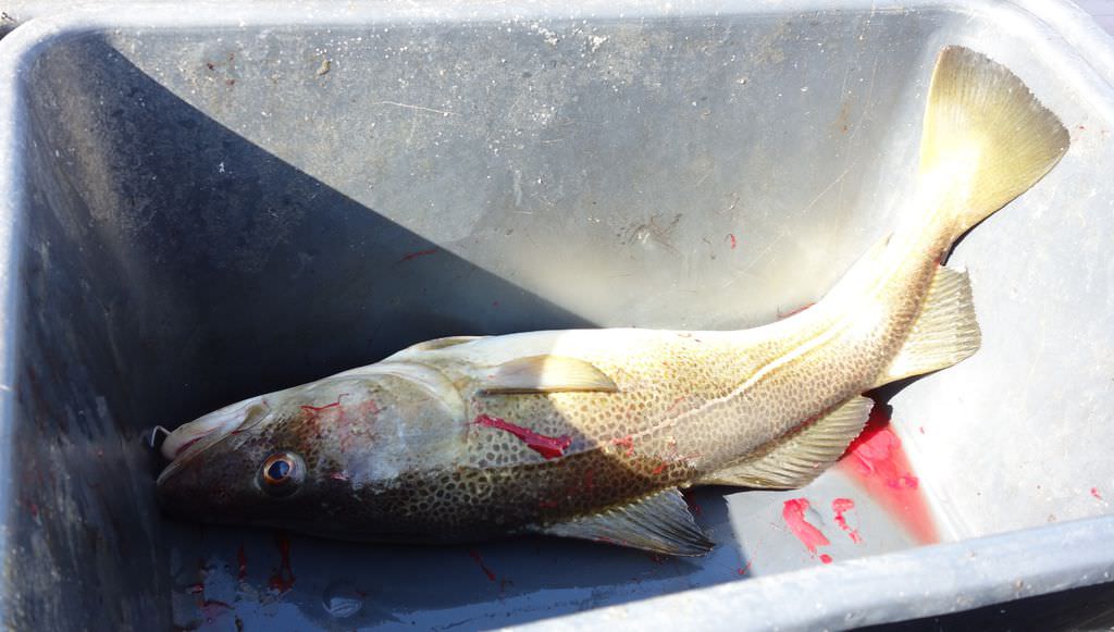 釣魚-107.JPG