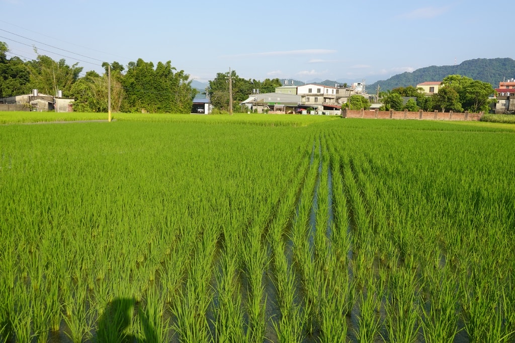 美食-9.JPG