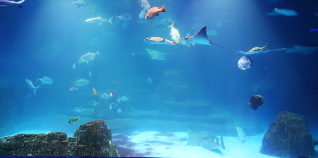 海洋公園-71.JPG