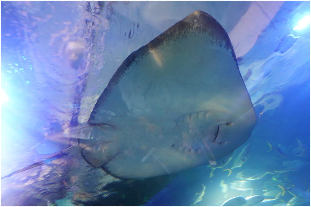 海洋公園-72.JPG
