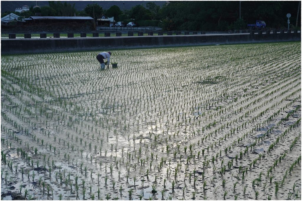 池上腳踏車-8.JPG