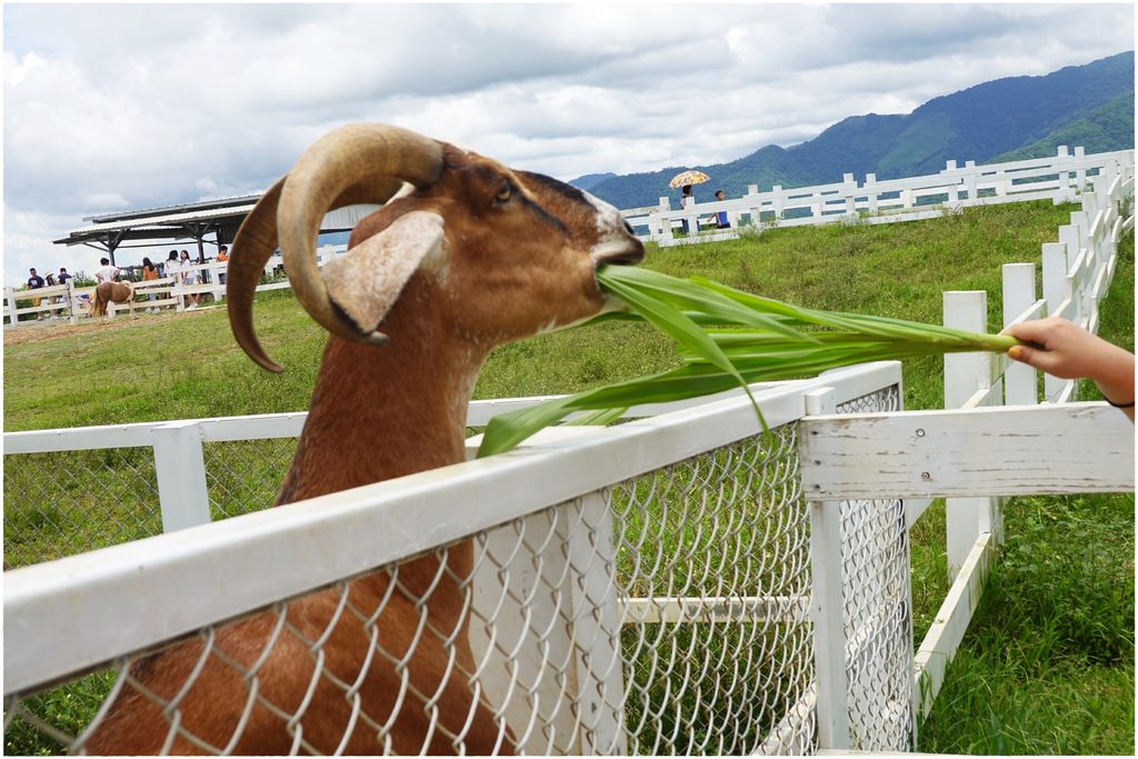 牧場-19.JPG