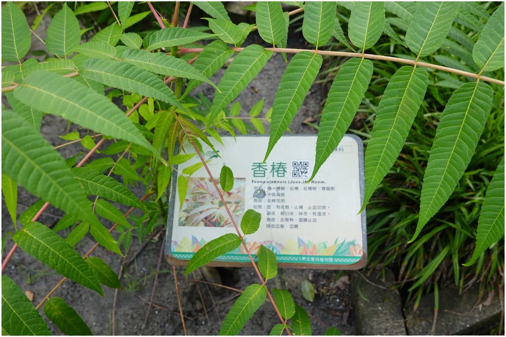 原生植物-45.JPG