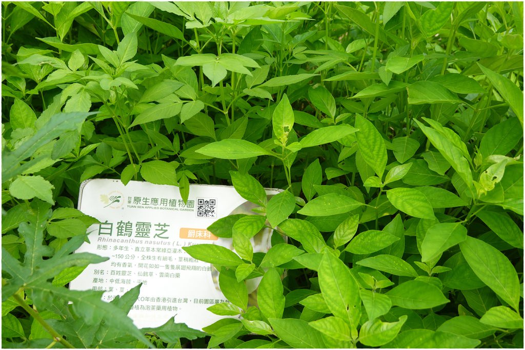 原生植物-44.JPG