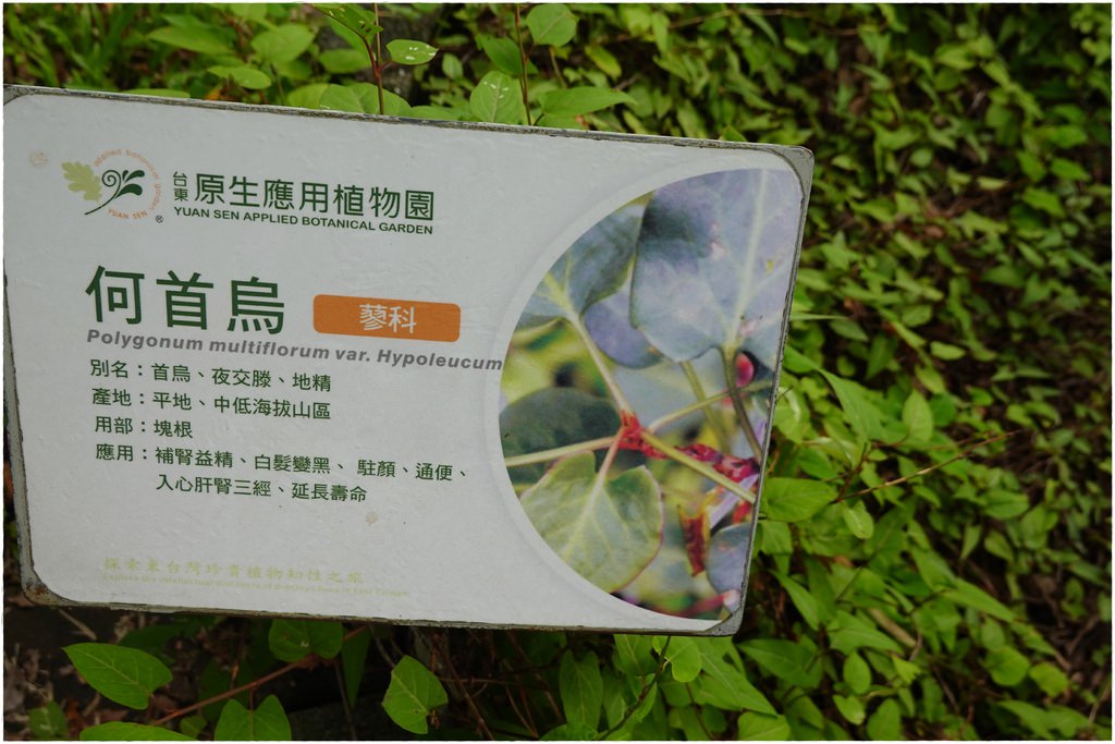 原生植物-47.JPG