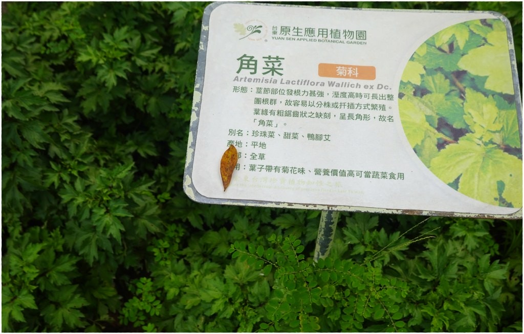 原生植物-48.JPG