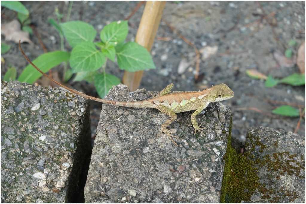 原生植物-49.JPG