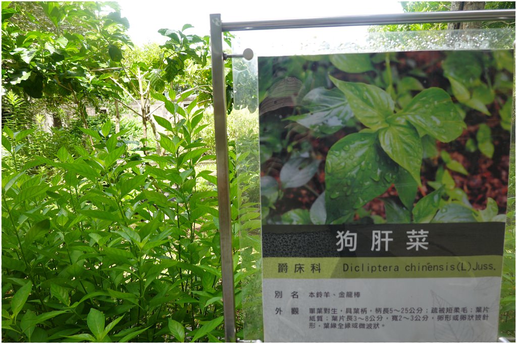 原生植物-12.JPG