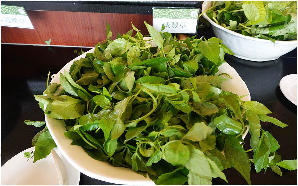 原生植物-28.JPG