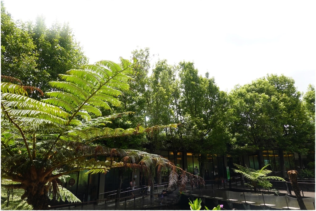 原生植物-14.JPG