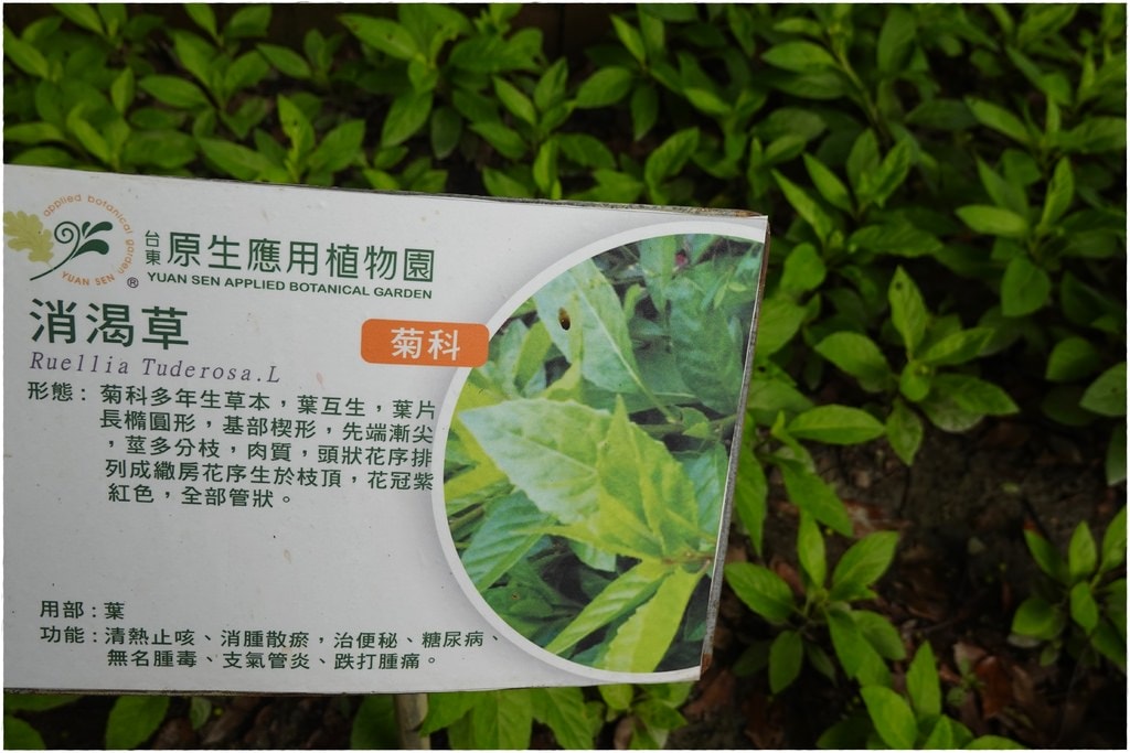 原生植物-46.JPG