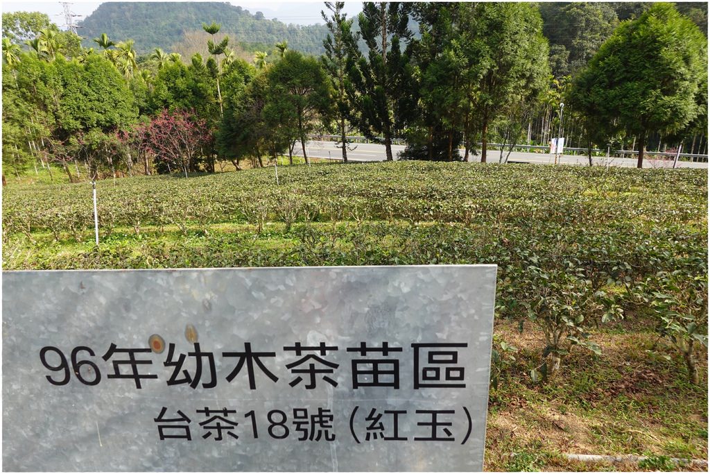 老茶廠-15.JPG