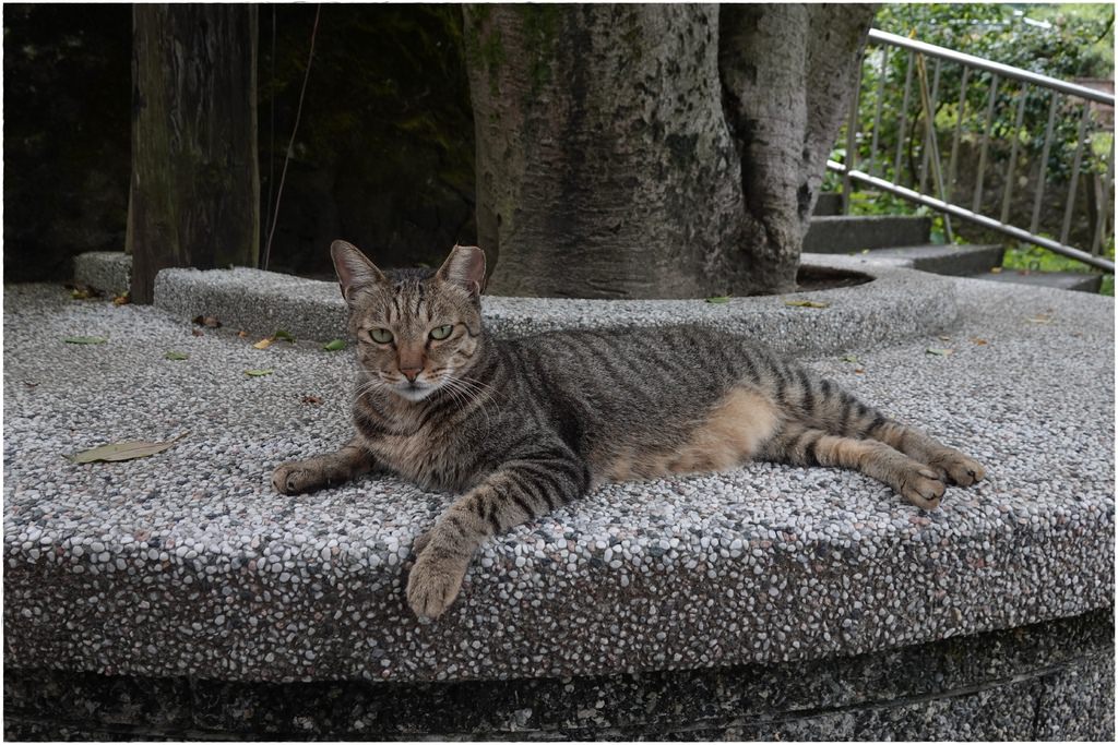 猴硐-91.JPG
