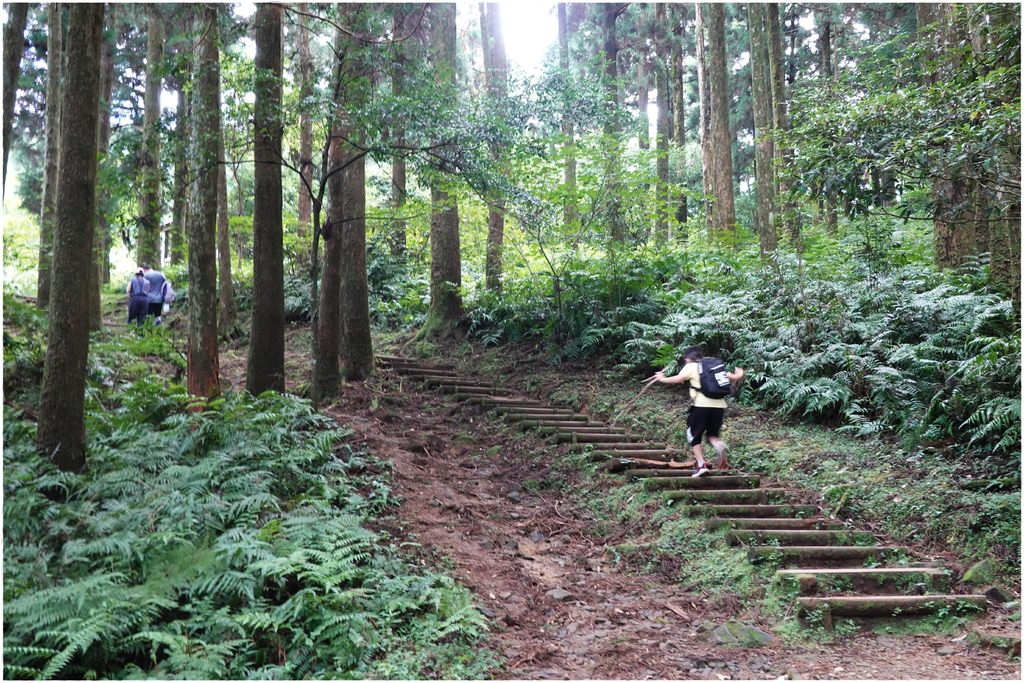 東眼山-25.JPG