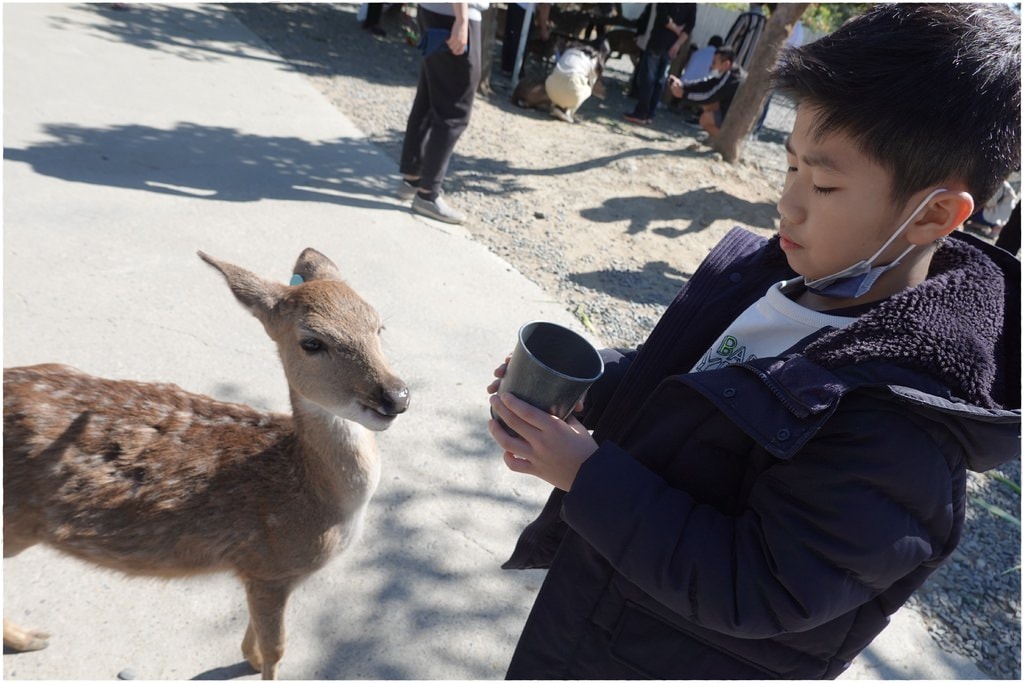 鹿-31.JPG