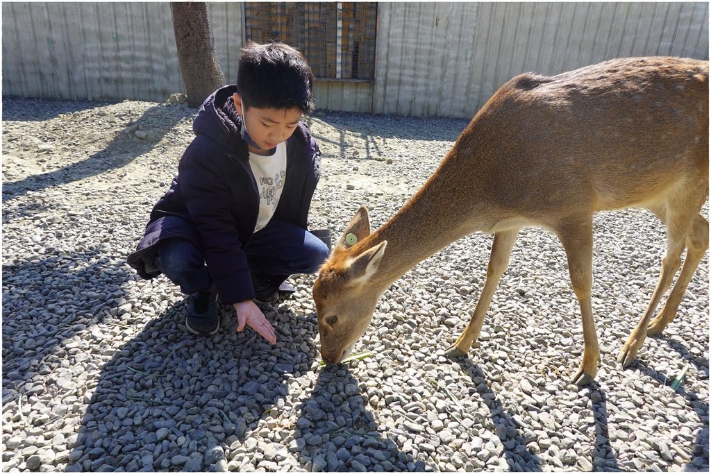 鹿-52.JPG