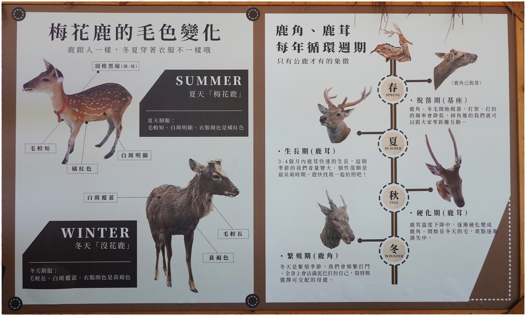 鹿-62.JPG