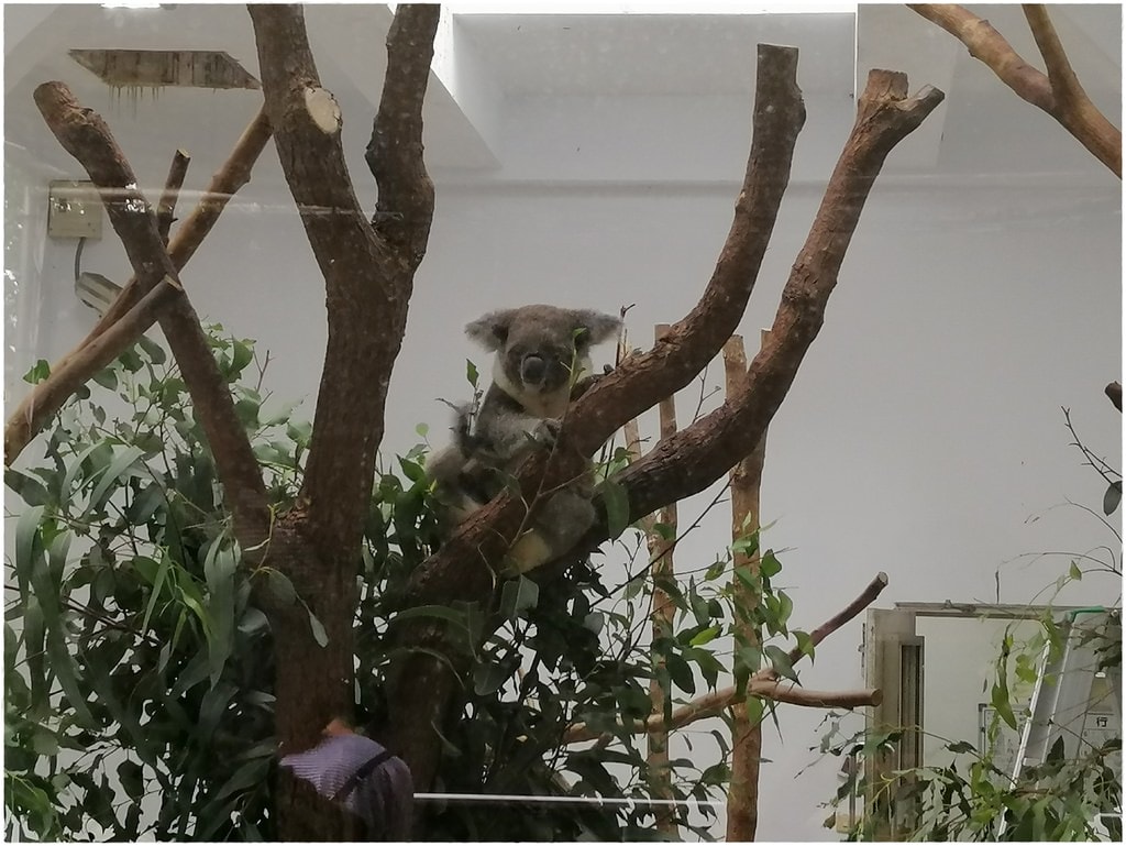 動物園-7.jpg
