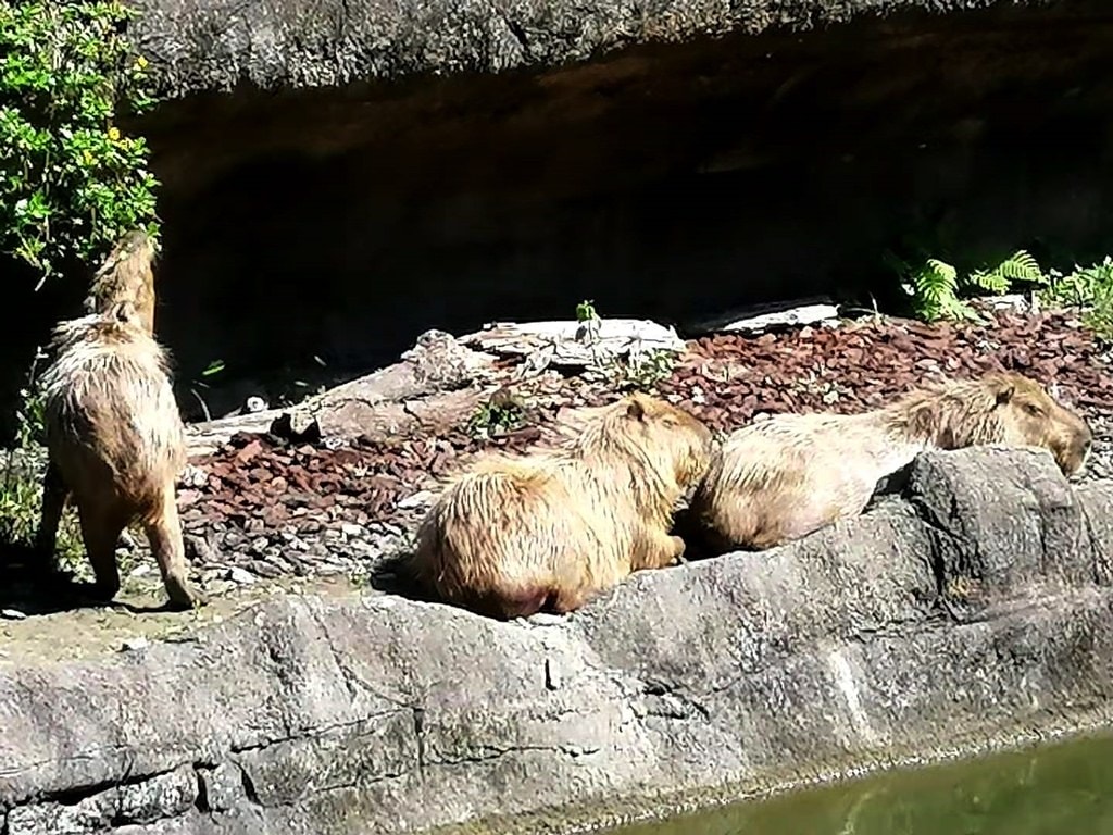 zoo-3.jpg
