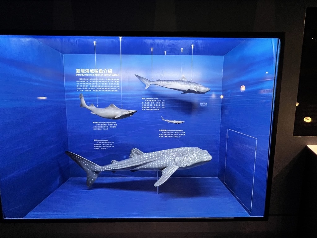 海生館-2-18.JPG