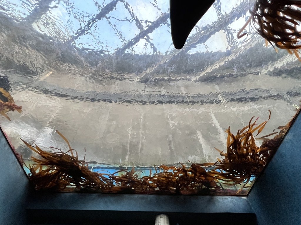 海生館-2-20.JPG