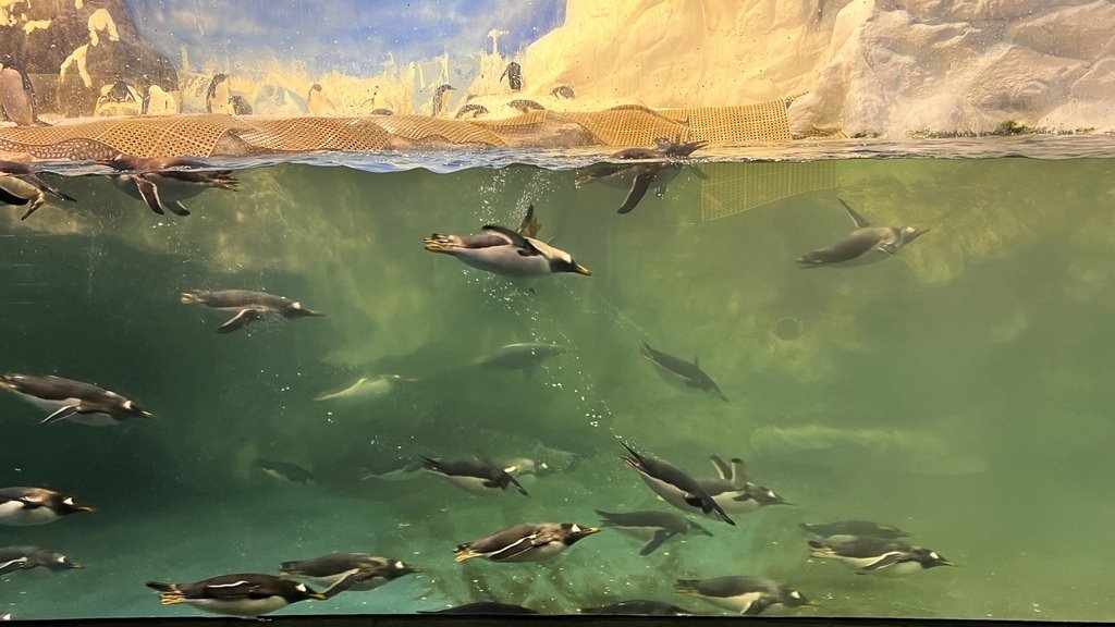 海生館-4.JPG