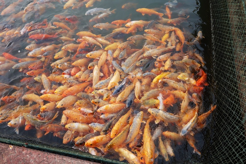 千島-60.JPG