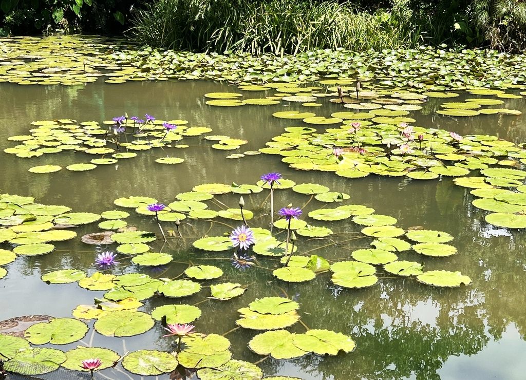 莫內花園-12.JPG
