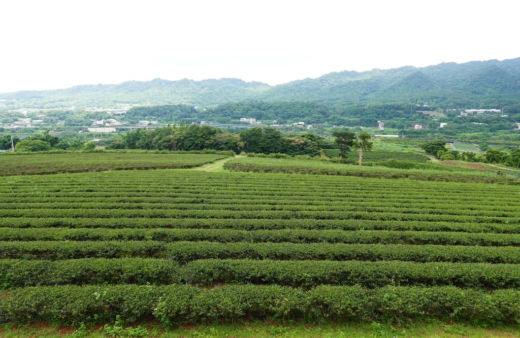 銅鑼茶廠-13.JPG