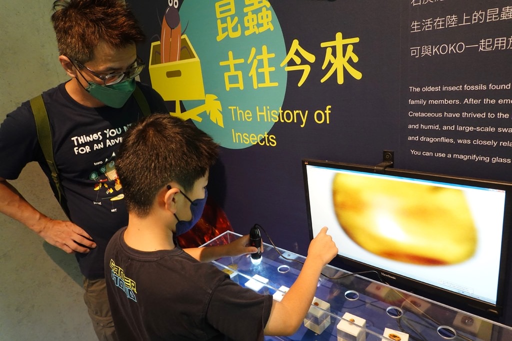 化石-6.JPG 化石-6.JPG