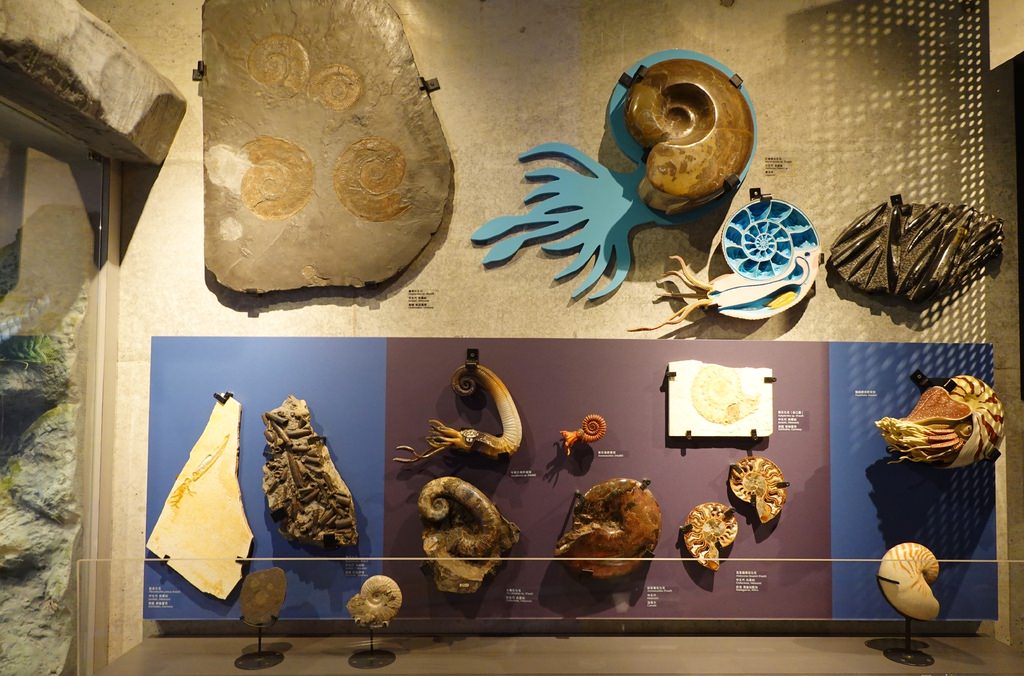 化石-18.JPG 化石-18.JPG