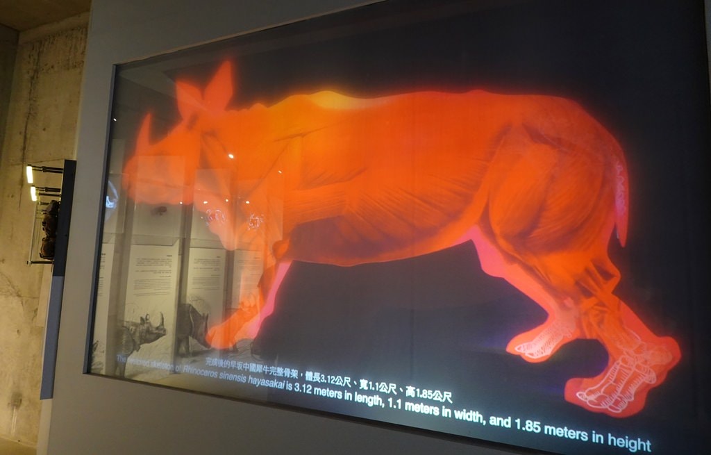 化石-36.JPG 化石-36.JPG