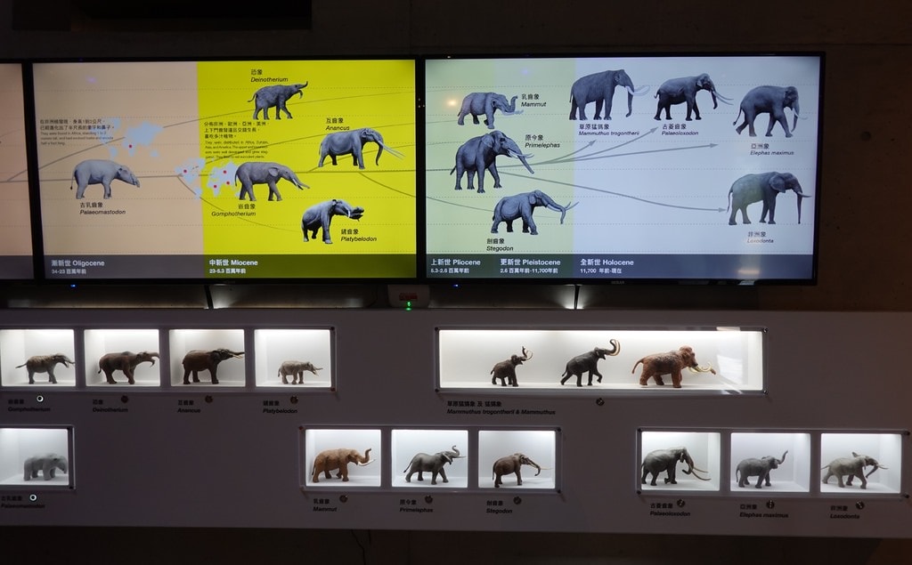 化石-42.JPG 化石-42.JPG