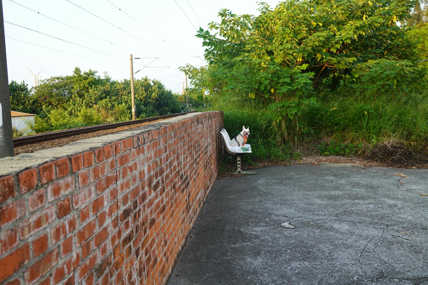 【慢旅行。苗栗景點推薦】帶著毛小孩旅行。崎頂車站與崎頂子母隧道的驚奇之旅 , 崎頂隧道文化公園追火車 - 第40張圖