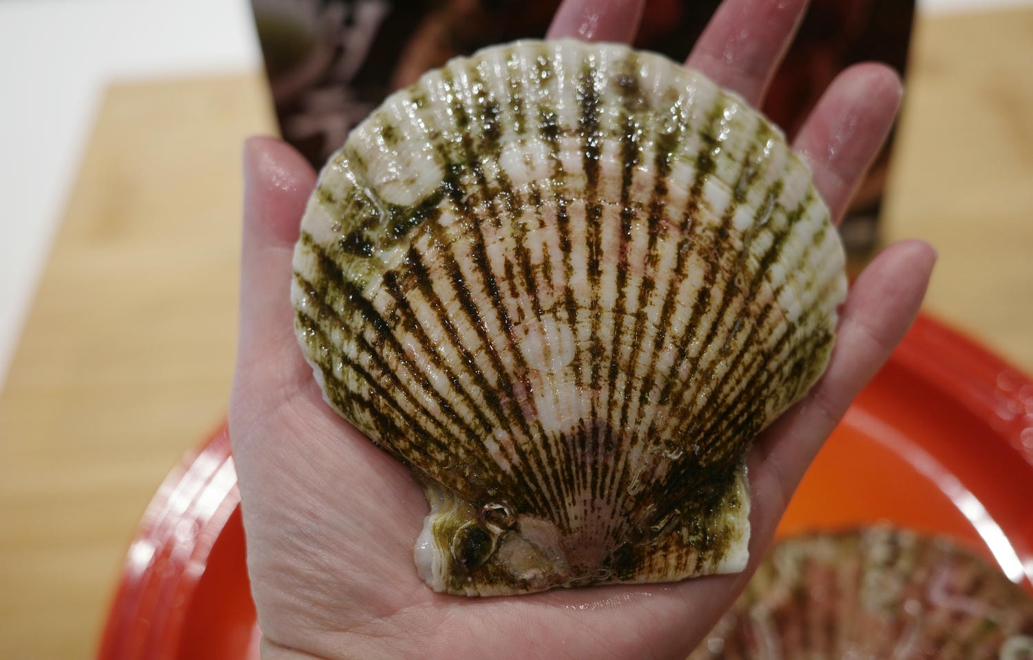【開箱。冷凍鮪魚推薦】高雄魚有王x姐夫嚴選——不需要飛到日本 , 超低溫鮪魚的極致美味 , 鮮美直送餐桌 - 第20張圖