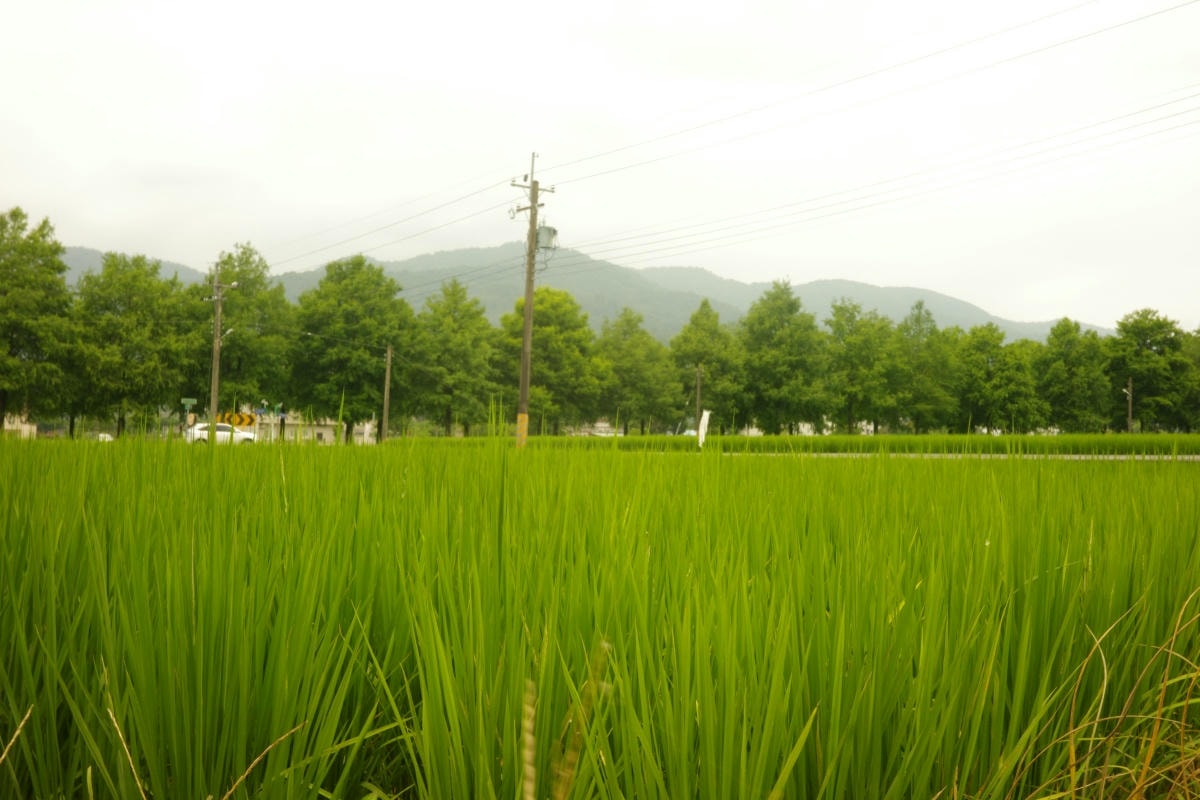 【慢旅行。宜蘭景點推薦】三星四季青花瓷拓繪體驗|手作生活器皿×老屋咖啡×隱藏民宿×落羽松秘境 - 第48張圖