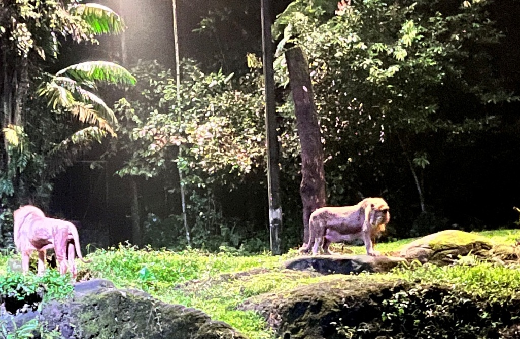 【出走。新加坡】新加坡夜間野生動物園(Night Safari) , 一場讓大人也驚呼的黑夜探險 - 第22張圖