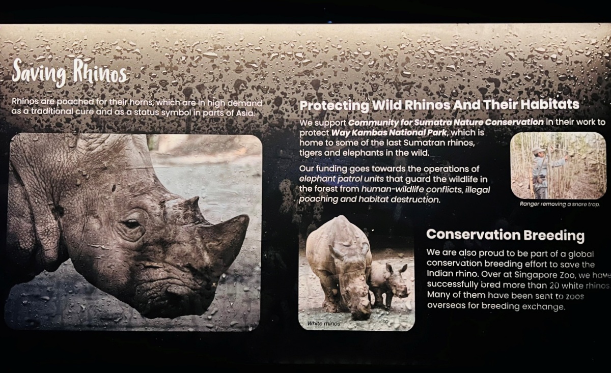 【出走。新加坡】新加坡夜間野生動物園(Night Safari) , 一場讓大人也驚呼的黑夜探險 - 第30張圖