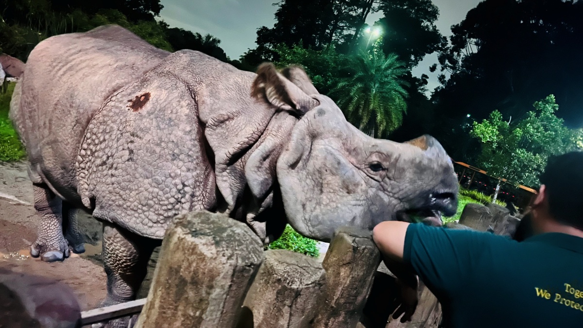 【出走。新加坡】新加坡夜間野生動物園(Night Safari) , 一場讓大人也驚呼的黑夜探險 - 第31張圖