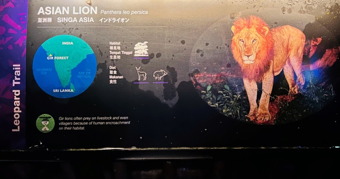【出走。新加坡】新加坡夜間野生動物園(Night Safari) , 一場讓大人也驚呼的黑夜探險 - 第34張圖