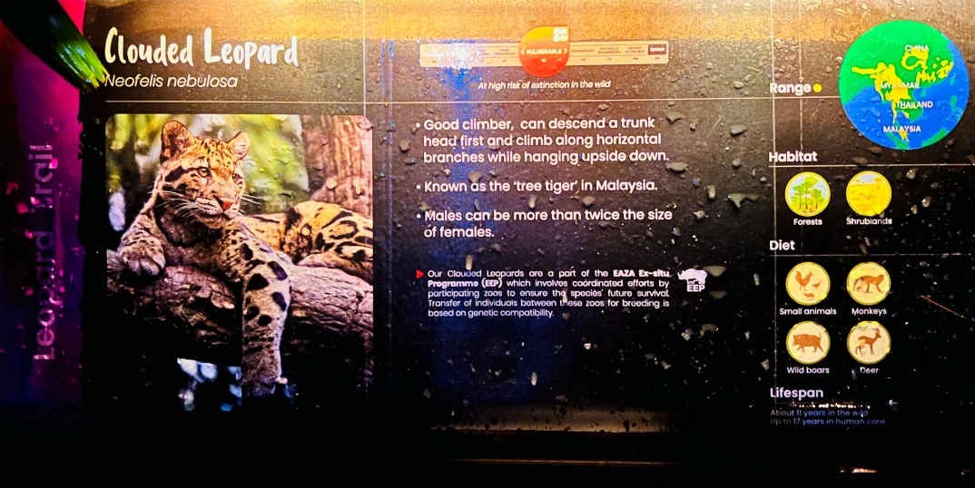 【出走。新加坡】新加坡夜間野生動物園(Night Safari) , 一場讓大人也驚呼的黑夜探險 - 第33張圖