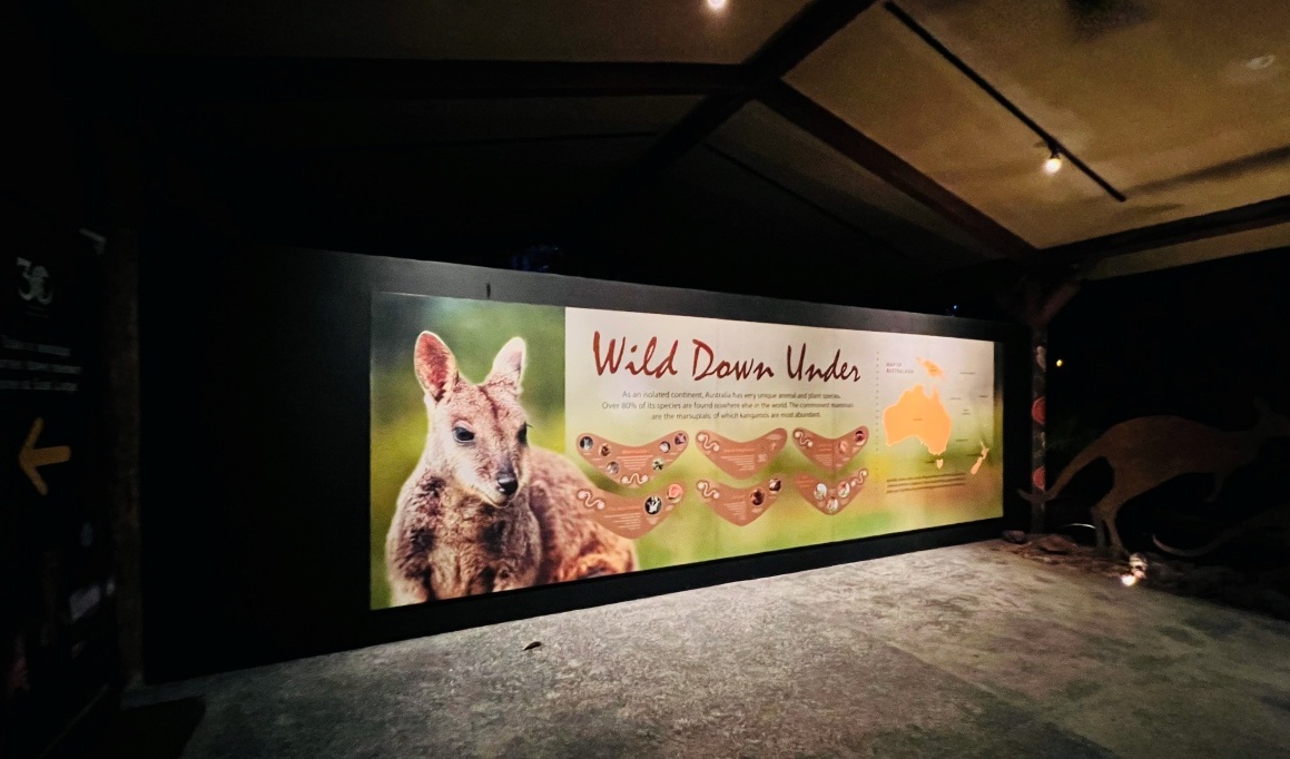 【出走。新加坡】新加坡夜間野生動物園(Night Safari) , 一場讓大人也驚呼的黑夜探險 - 第36張圖